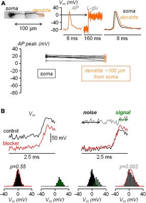 Kinetics and functional consequences of BK channels activation by N-type Ca2+ channels in the dendrite of mouse neocortical layer-5 pyramidal neurons